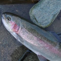 強風に苦戦 ～天竜川ルアーフライ専用区～